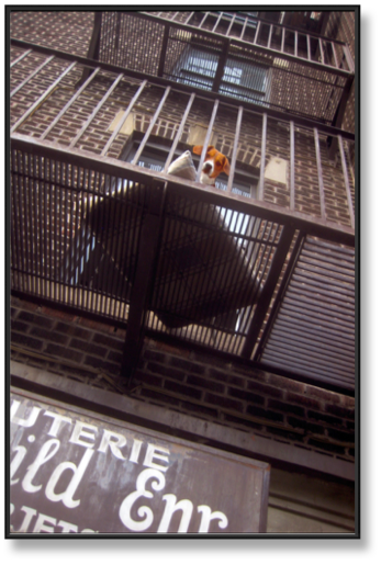 43- Beagle au Balcon par ALAIN BELLAÏCHE.jpg